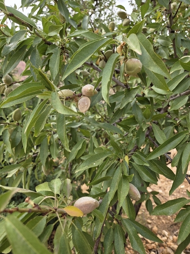 Almond