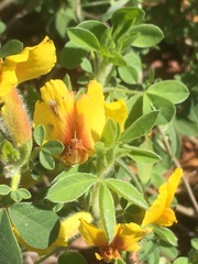 Chamaecytisus hirsutus