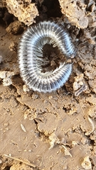 Rossiulus kessleri