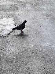 Columba livia domestica