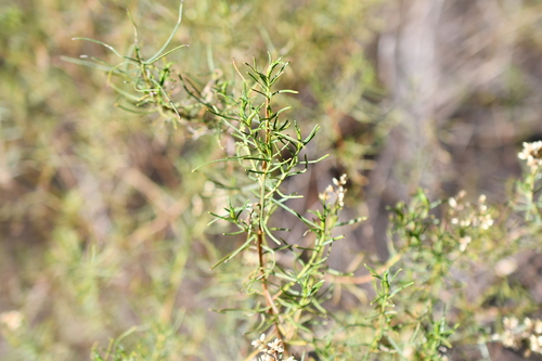 Cassinia quinquefaria observed 2026-05-15