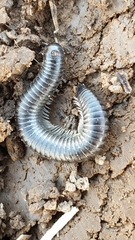 Rossiulus kessleri
