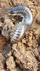 Rossiulus kessleri