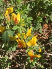 Chamaecytisus hirsutus