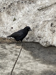 Corvus brachyrhynchos