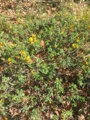 Chamaecytisus hirsutus