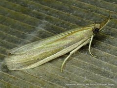 Peoria gematella