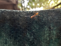 Oecophylla smaragdina