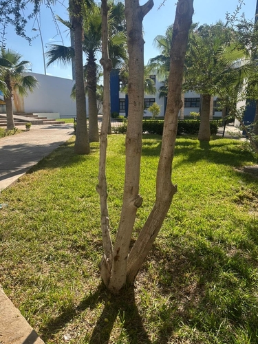 Argan tree