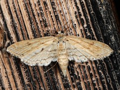 Parapoynx allionealis