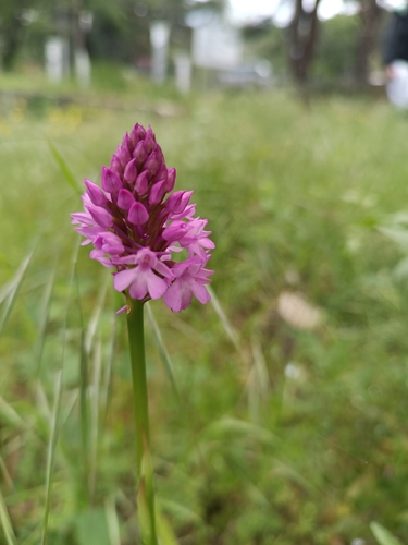 pyramidal orchid