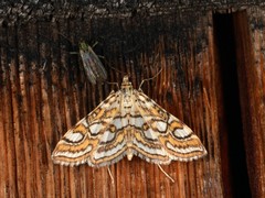 Elophila ekthlipsis