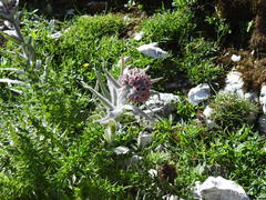 Cynoglossum magellense