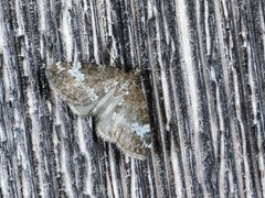 Perizoma alchemillata