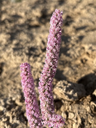 Psylliostachys suworowii, photograph 4