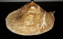 Titanostrombus goliath