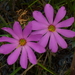 Bartram's Rose-Gentian - Photo (c) Eleanor, some rights reserved (CC BY-NC)