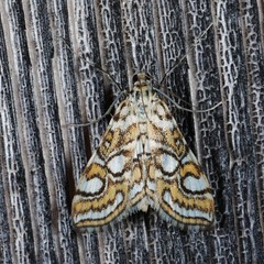 Elophila ekthlipsis