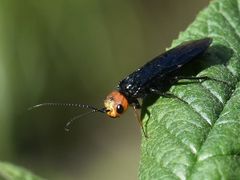 Acantholyda erythrocephala