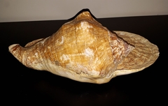 Titanostrombus goliath