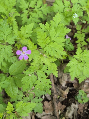 Herb Robert