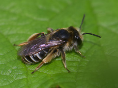 Taeniandrena
