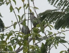 Mimus gilvus antillarum