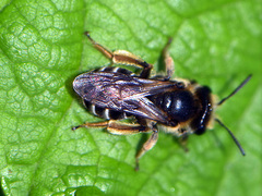 Taeniandrena