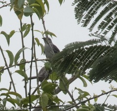 Mimus gilvus antillarum