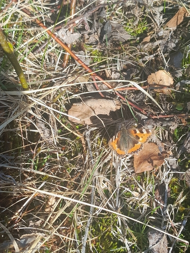 Small Tortoiseshell