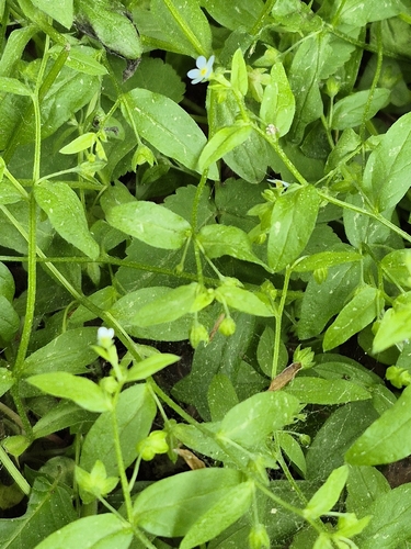 Memoremea scorpioides