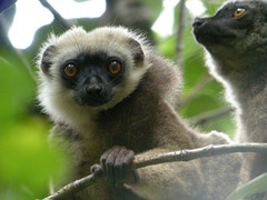 White-Headed Lemur photo 3