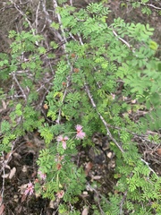 Mimosa texana