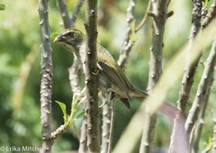 Saltator albicollis