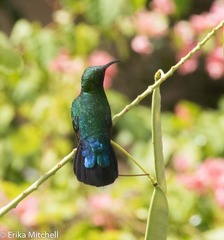 Eulampis holosericeus