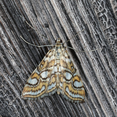 Elophila ekthlipsis