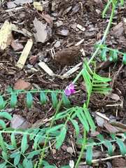 Vicia sativa