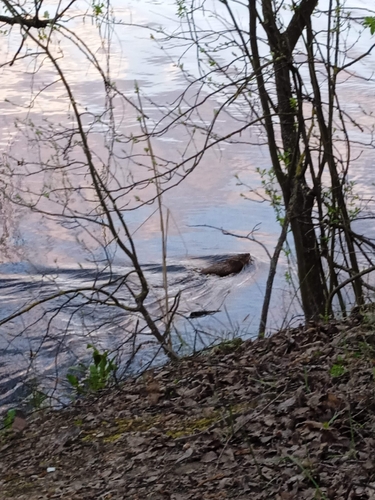 Muskrat