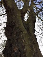 Platanus × hispanica