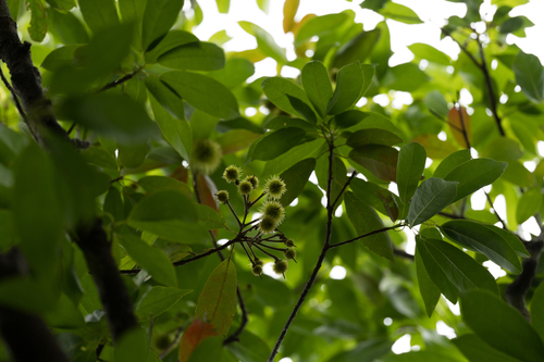 Sloanea sinensis observed 2026-04-11