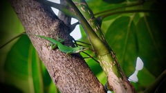 Anolis carolinensis