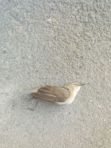 Common Chiffchaff