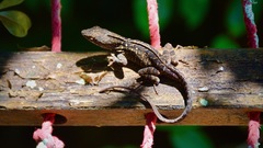 Anolis sagrei