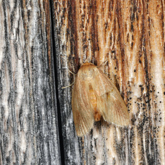 Tortricidia testacea