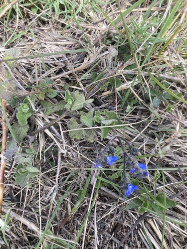 Salvia palifolia