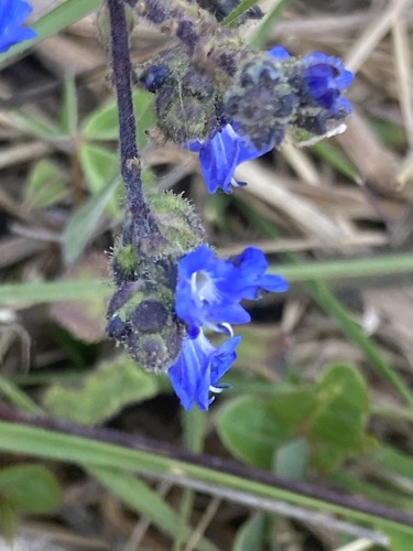 Salvia palifolia, photograph 2
