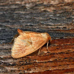 Tortricidia testacea