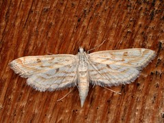 Parapoynx allionealis