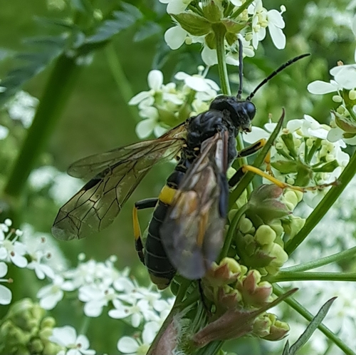 Small Yellow-girdled Tenthredo, Den Nul, Scherpenzeelseweg, 8121 SL Olst, Nederland, photo 10 of 10