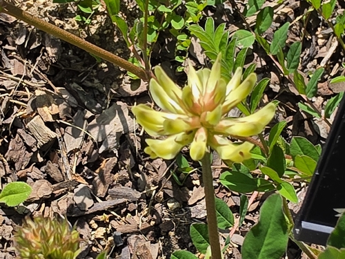 Astragalus sikokianus iNat (1)